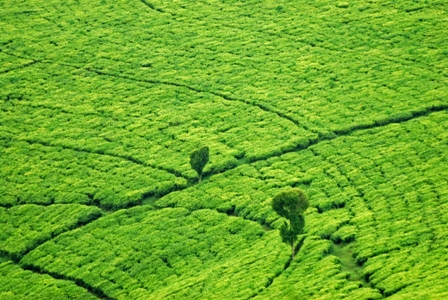 tea